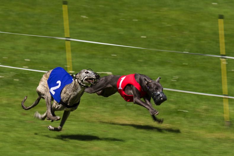Greyhounds racing